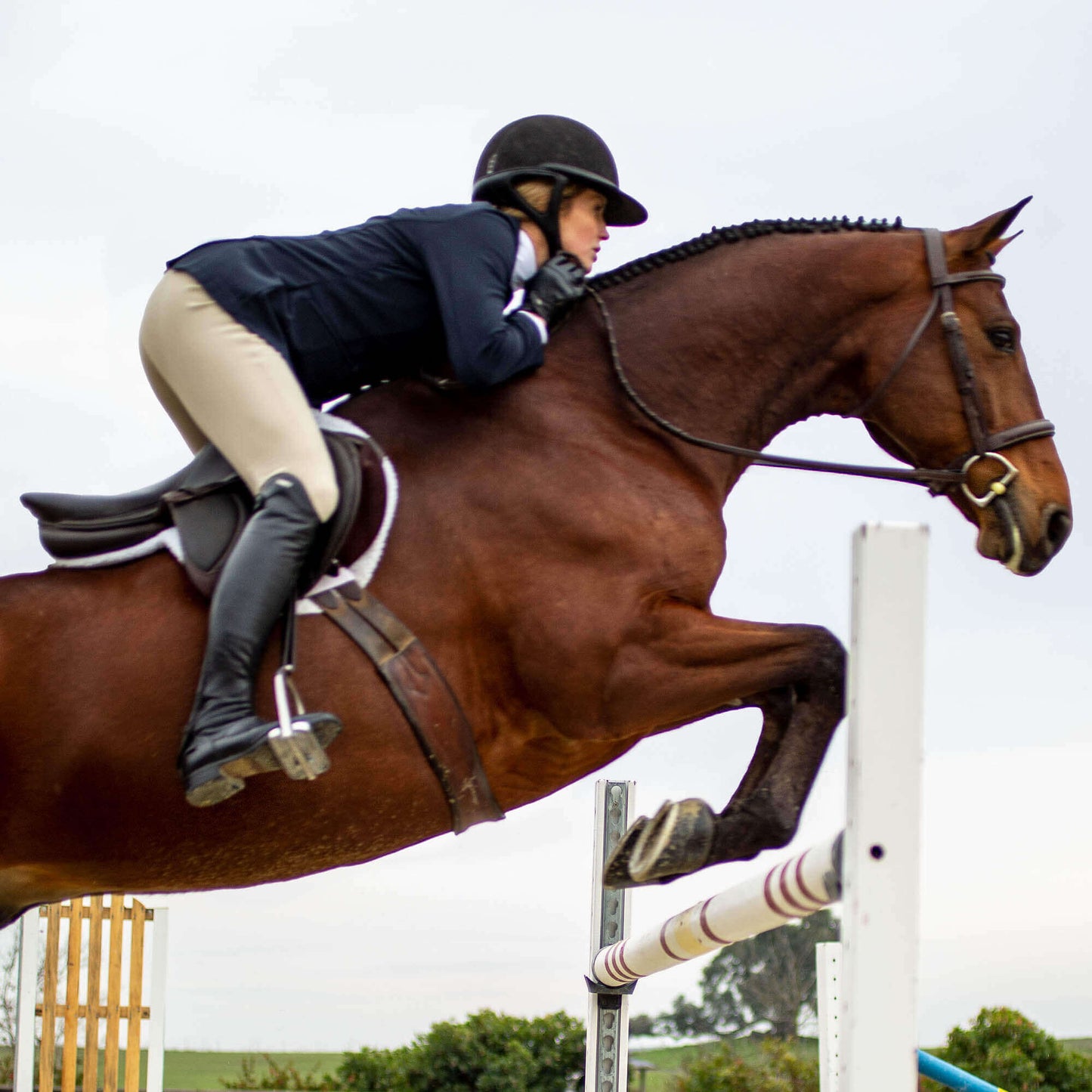 Ariat For Sale - Speranza Knee Patch Breech